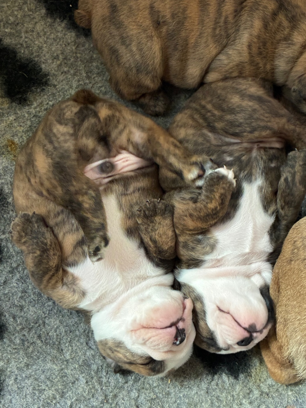 Les chiots