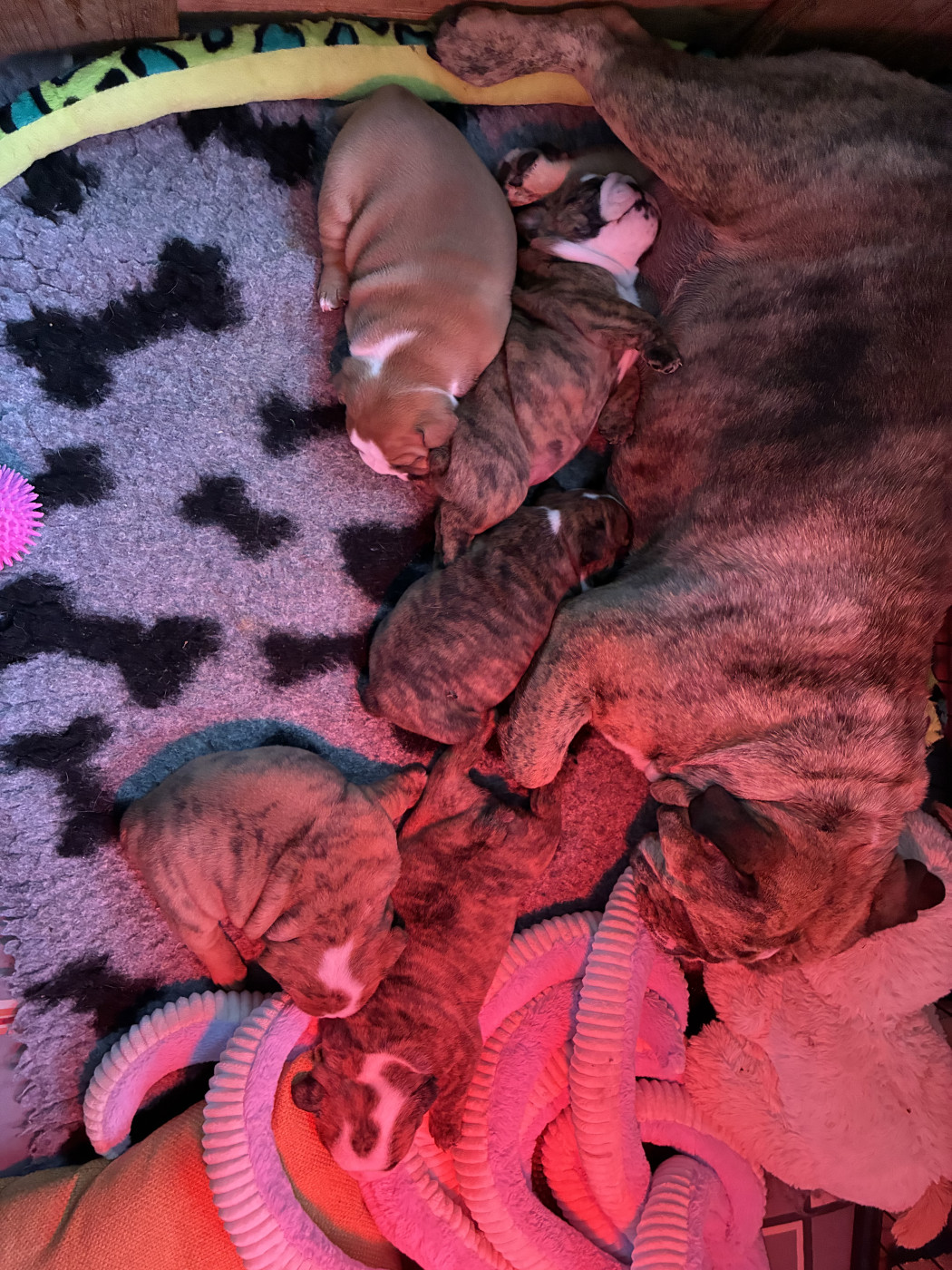 Chiot Bulldog Anglais Des Minis Trésors De Julia