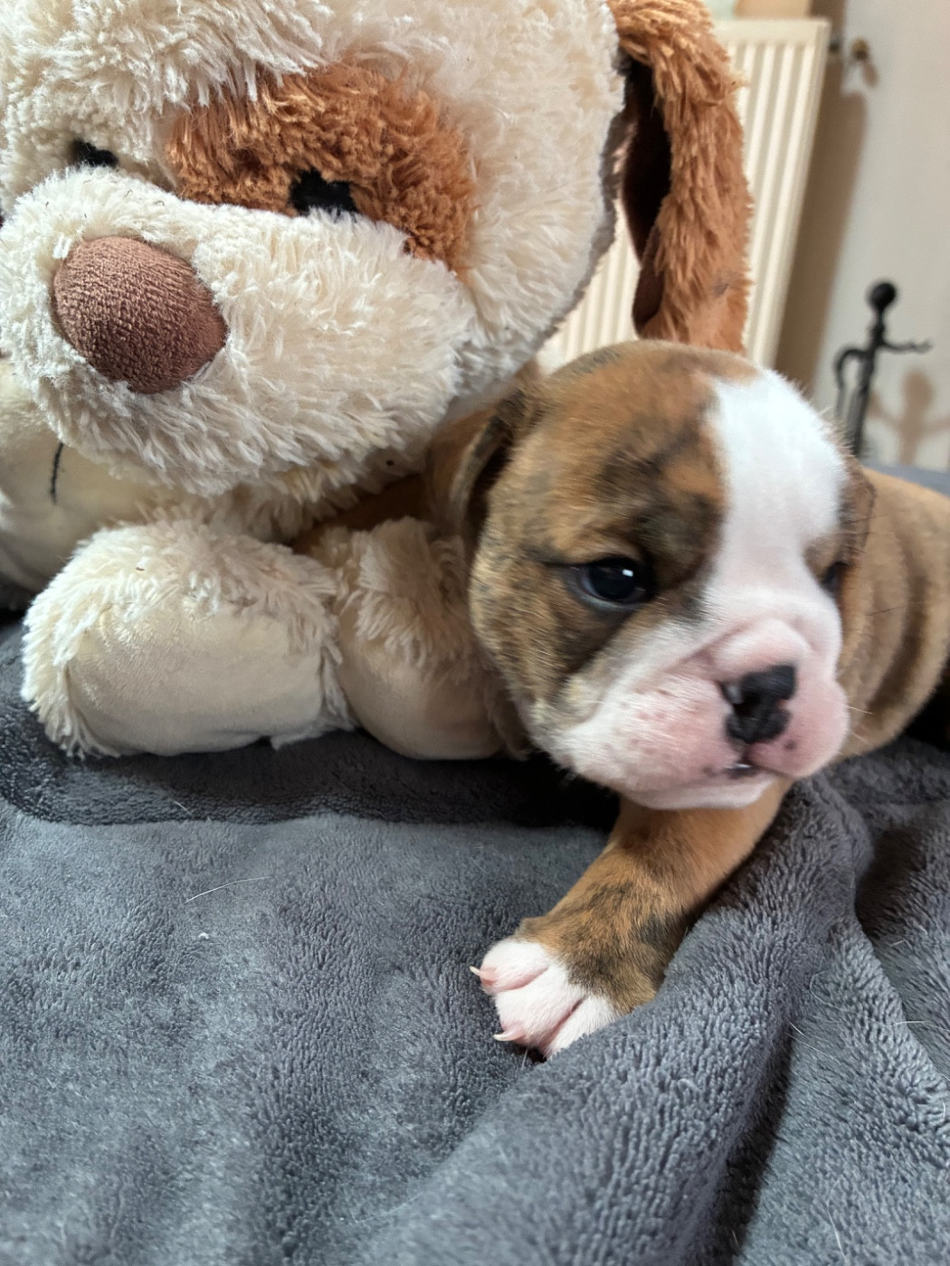 Des Minis Trésors De Julia - Chiots disponibles - Bulldog Anglais