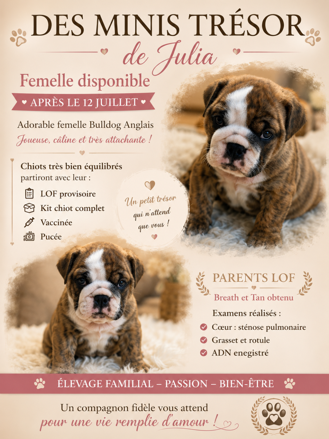 Des Minis Trésors De Julia - Chiots disponibles - Bulldog Anglais