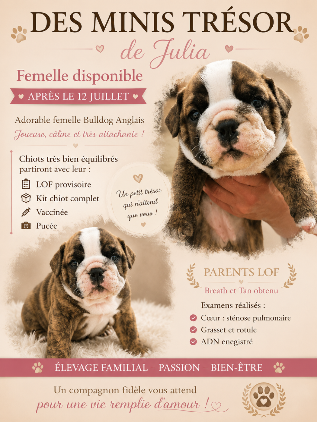 Des Minis Trésors De Julia - Chiots disponibles - Bulldog Anglais