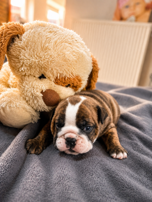 Chiot N°3