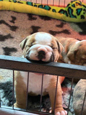 Bentley